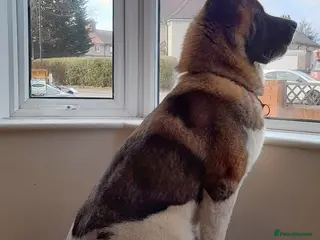 Akita dogs American Akita For Stud - Advert 15