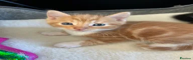 Ginger