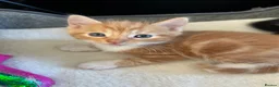 Mixed Breed cats for sale: Beautiful Kittens Looking for Forever Homes 🐱❤️ - Advert 5