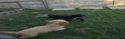 Mixed Breed dogs for sale: For sale cockapoo and springer spaniel - Advert 5