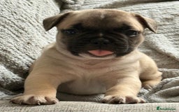 French Bulldog dogs for sale: 2 adorable french bulldogs-ready soon💓💙 - Image 1