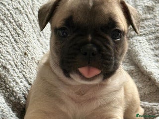 French Bulldog dogs - Advert 2