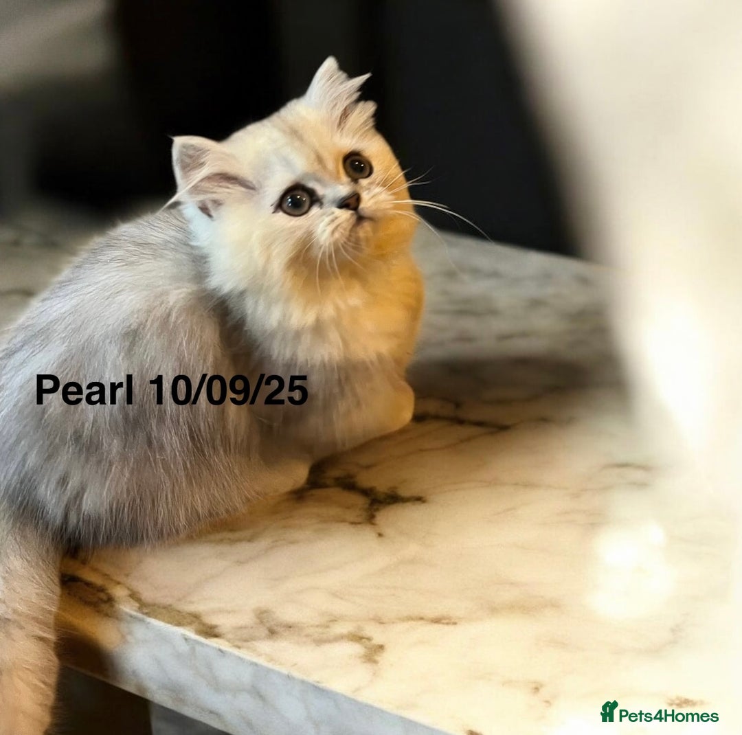 Munchkin cats for sale: Exceptional Quality & Extremely Rare Silver Minuet - Image 8