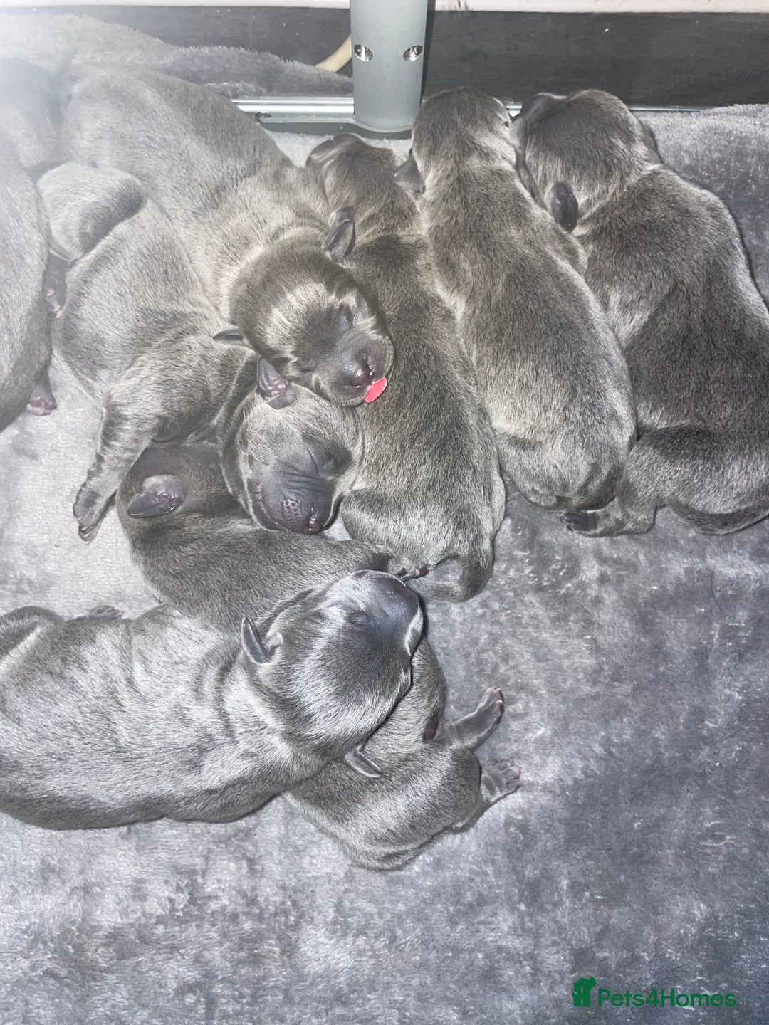 Staffordshire Bull Terrier dogs for sale: 7 beautiful KC staffy puppy’s - Advert 2