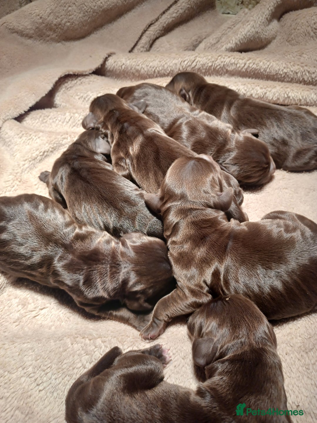 Cocker Spaniel dogs for sale: Cocker spaniel puppies - Image 5