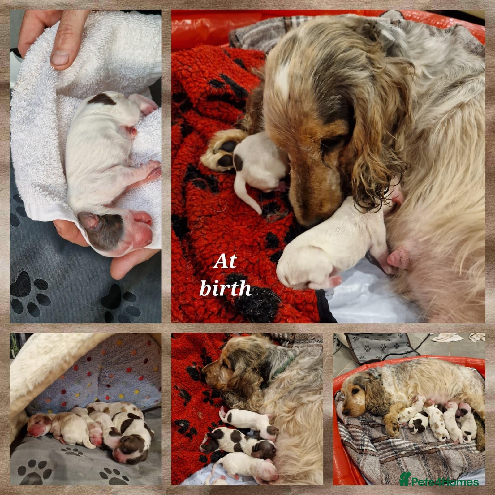 Cocker Spaniel dogs for sale: KC Show Cocker Spaniels: Beautiful inside out - Advert 2