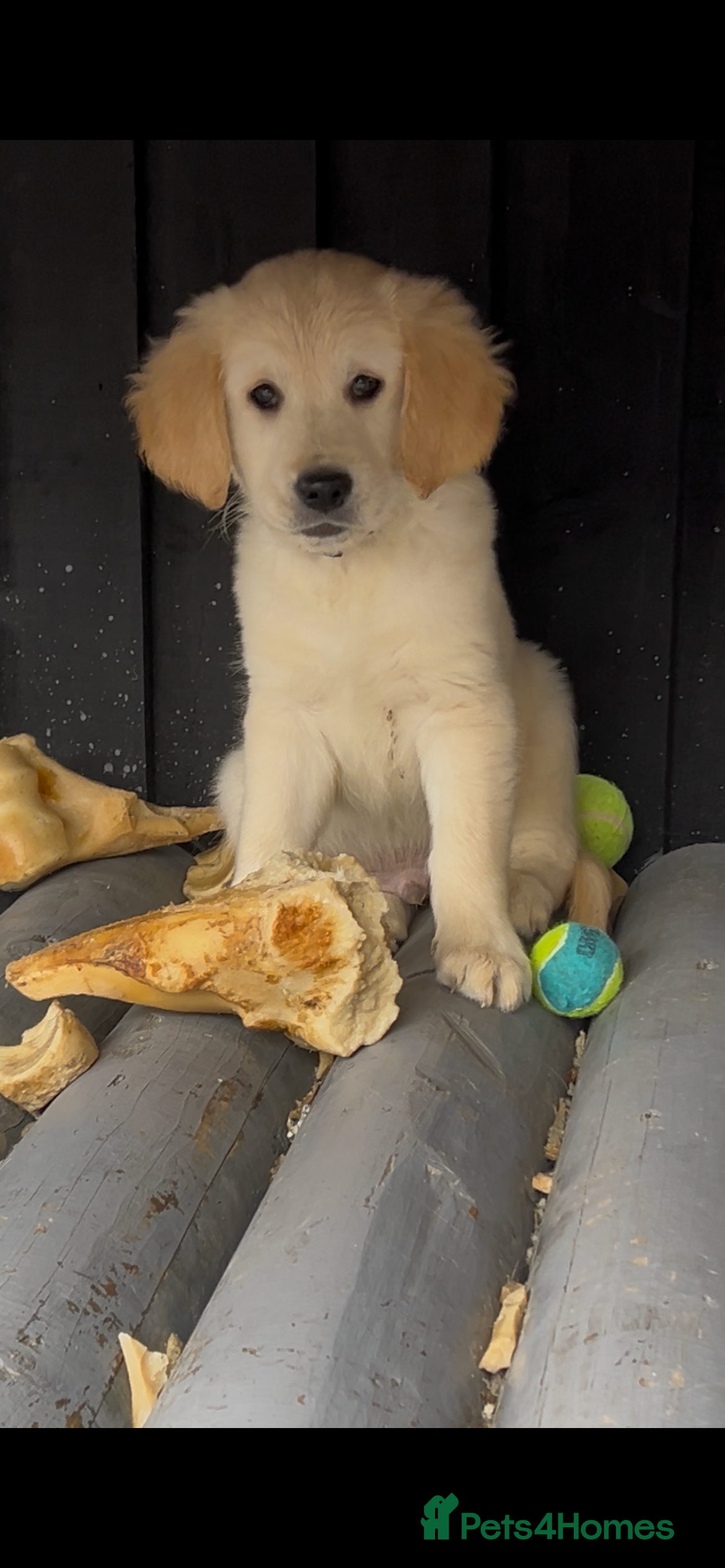 Golden Retriever dogs Only Mr Blue left. KC registered chunky boy.  - Advert 1