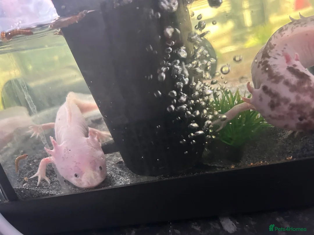 Axolotl reptiles for sale: X2 female axolottle for sale including tank  in Telford - Advert 1
