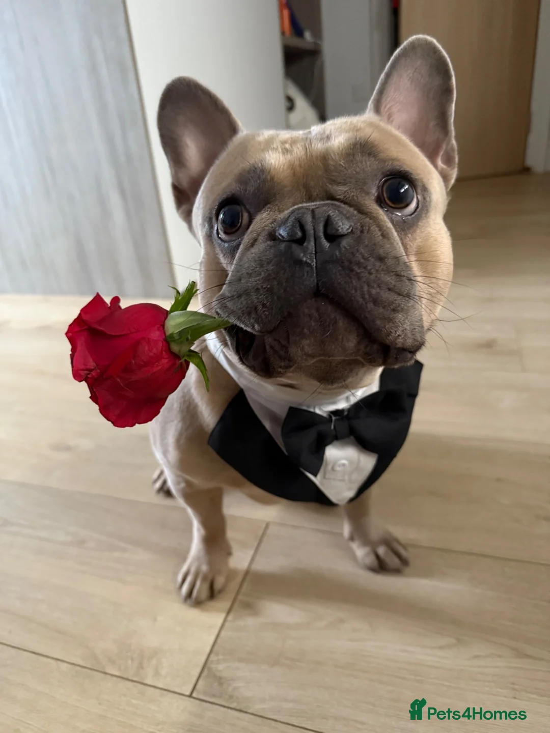 French Bulldog dogs for stud: French bulldog stud in Harrow - Advert 2