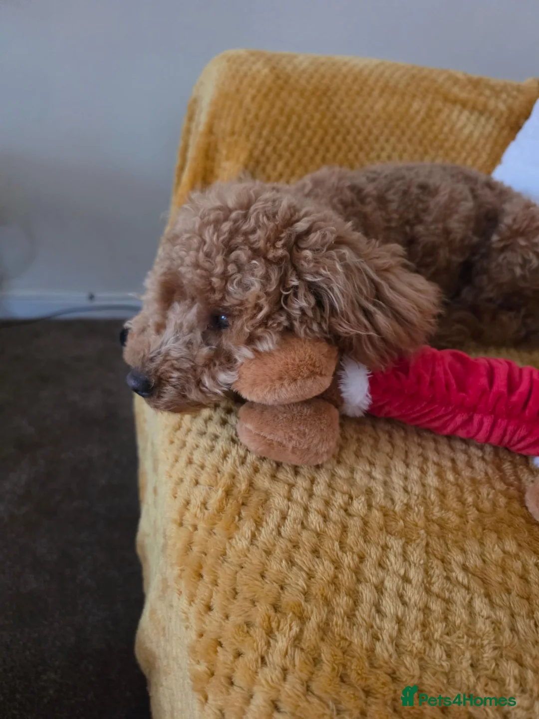 Miniature Poodle dogs for sale: Miniture poodle in Prestatyn - Advert 2