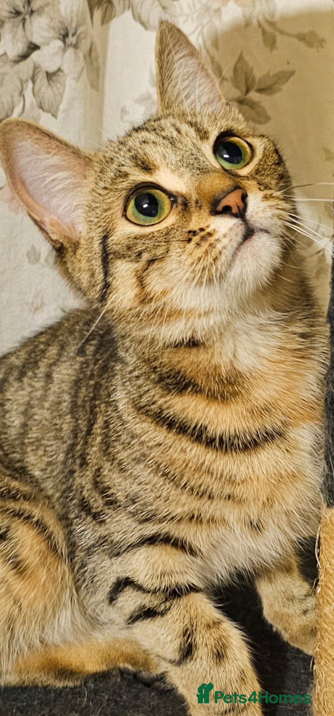 Mixed Breed cats Fiona - Advert 2