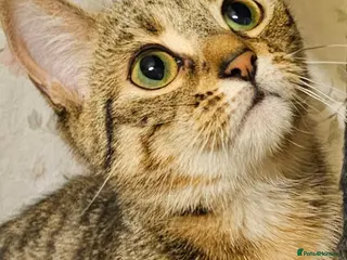 Mixed Breed cats Fiona - Advert 2