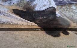Mixed Breed cats for sale: Stunning black and ghost/black tabby kittens - Image 8