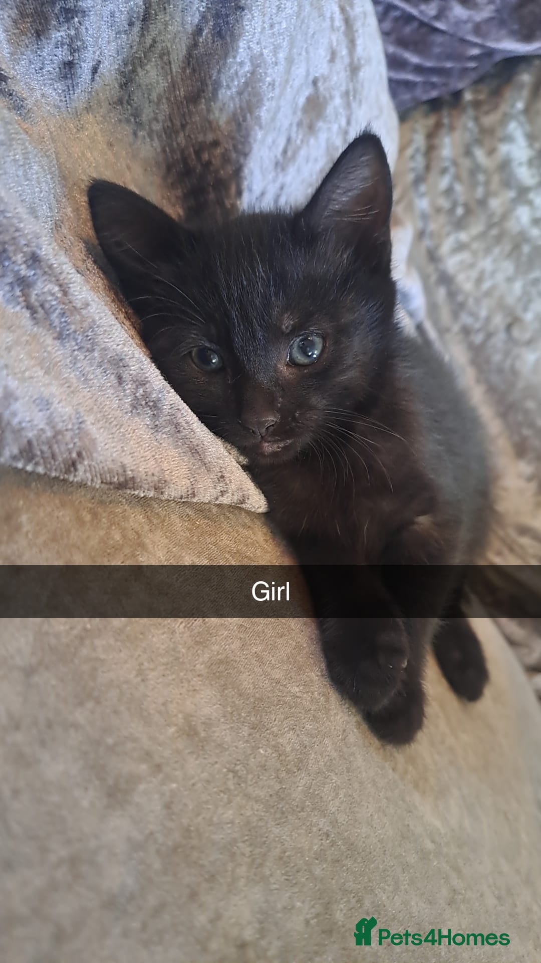 Mixed Breed cats for sale: Stunning black and ghost/black tabby kittens - Image 8