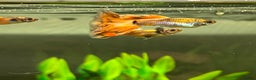 Live Bearers fish for sale: Guppies  - Advert 2