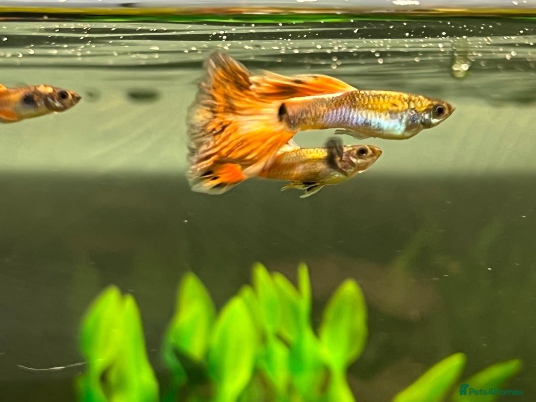 Live Bearers fish for sale: Guppies  - Image 2