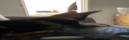 German Shepherd dogs for sale: German shepherd boy /max 🩵🐾 - Advert 6