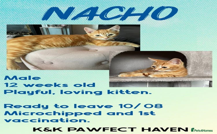 Domestic Shorthair cats - Advert 14