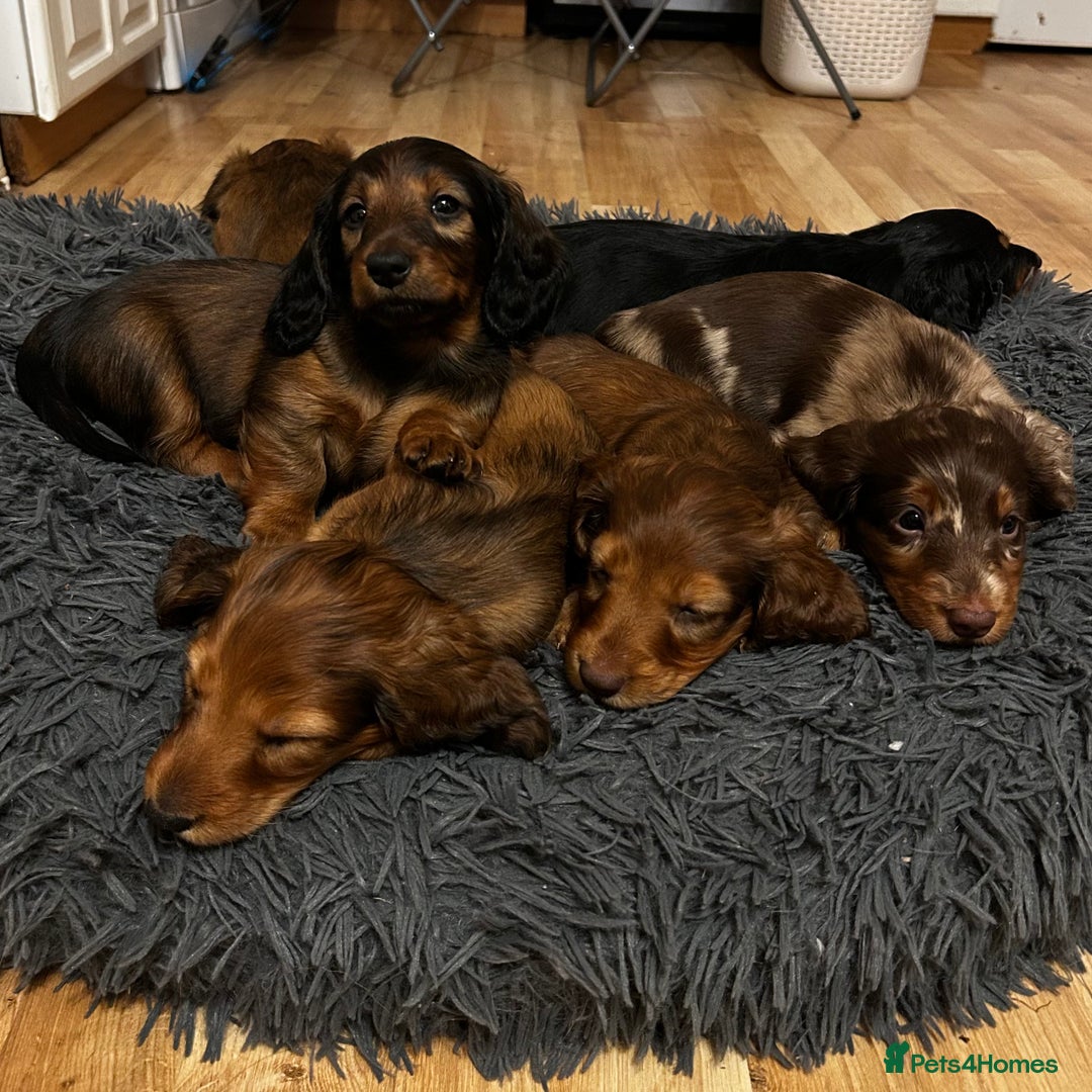 Dachshund dogs for sale: KC Registered Standard Long Hair Dachshund Puppies - Advert 2