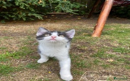 Mixed Breed cats for sale: beautiful kittens - Image 10