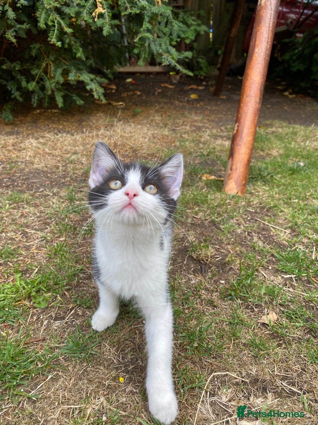 Mixed Breed cats for sale: beautiful kittens - Image 10