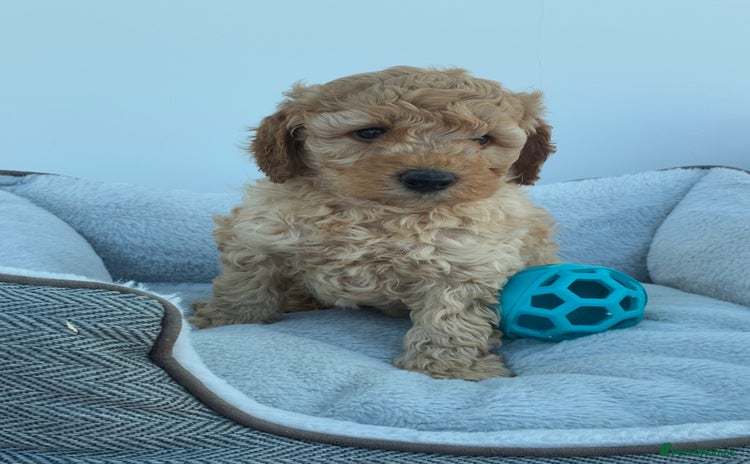Miniature Poodle dogs - Advert 6