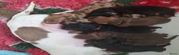 Miniature Dachshund dogs for sale: Kc reg miniature dachshunds - Advert 2