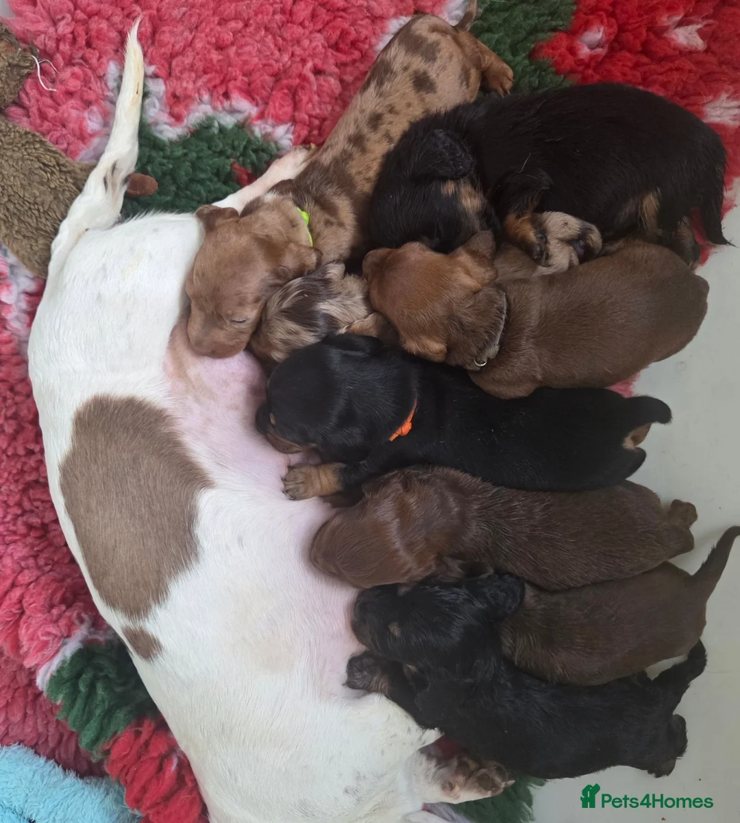 Miniature Dachshund dogs for sale: Kc reg miniature dachshunds - Advert 2