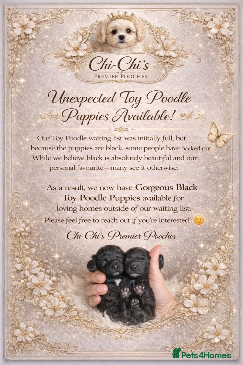 Toy Poodle dogs Toy poodle WAITING LIST - Advert 12
