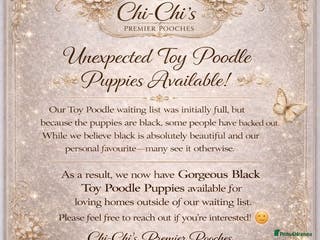 Toy Poodle dogs Toy poodle WAITING LIST - Advert 10