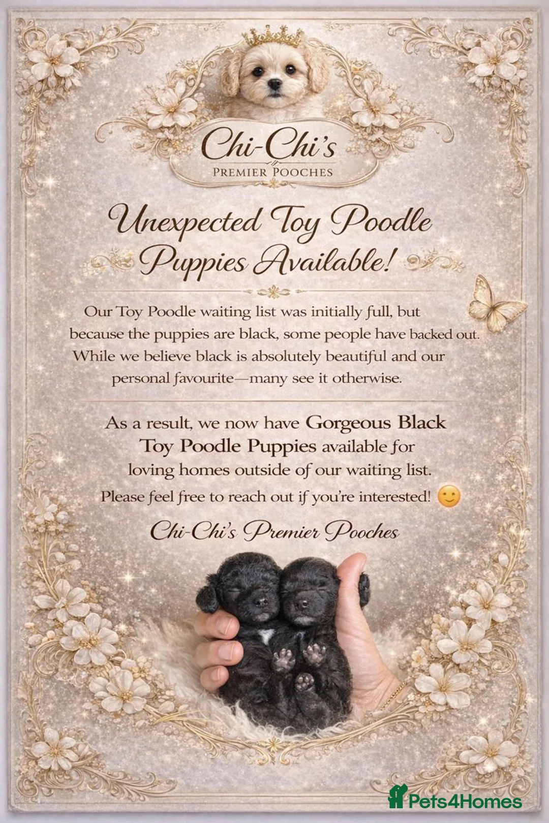 Toy Poodle dogs for sale: Perfect Toy poodle WAITING LIST - Advert 4