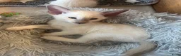 Siamese cats for sale: Siamese kittens - Advert 2