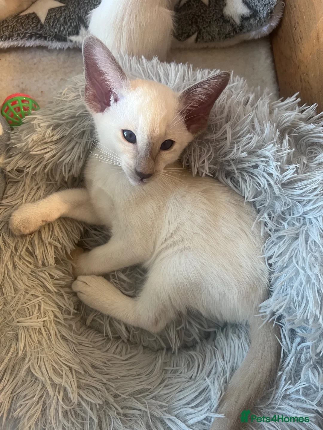 Siamese cats for sale: Siamese kittens - Advert 2