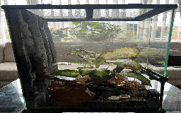 Gecko reptiles for sale: Sunstone Gecko - Image 6