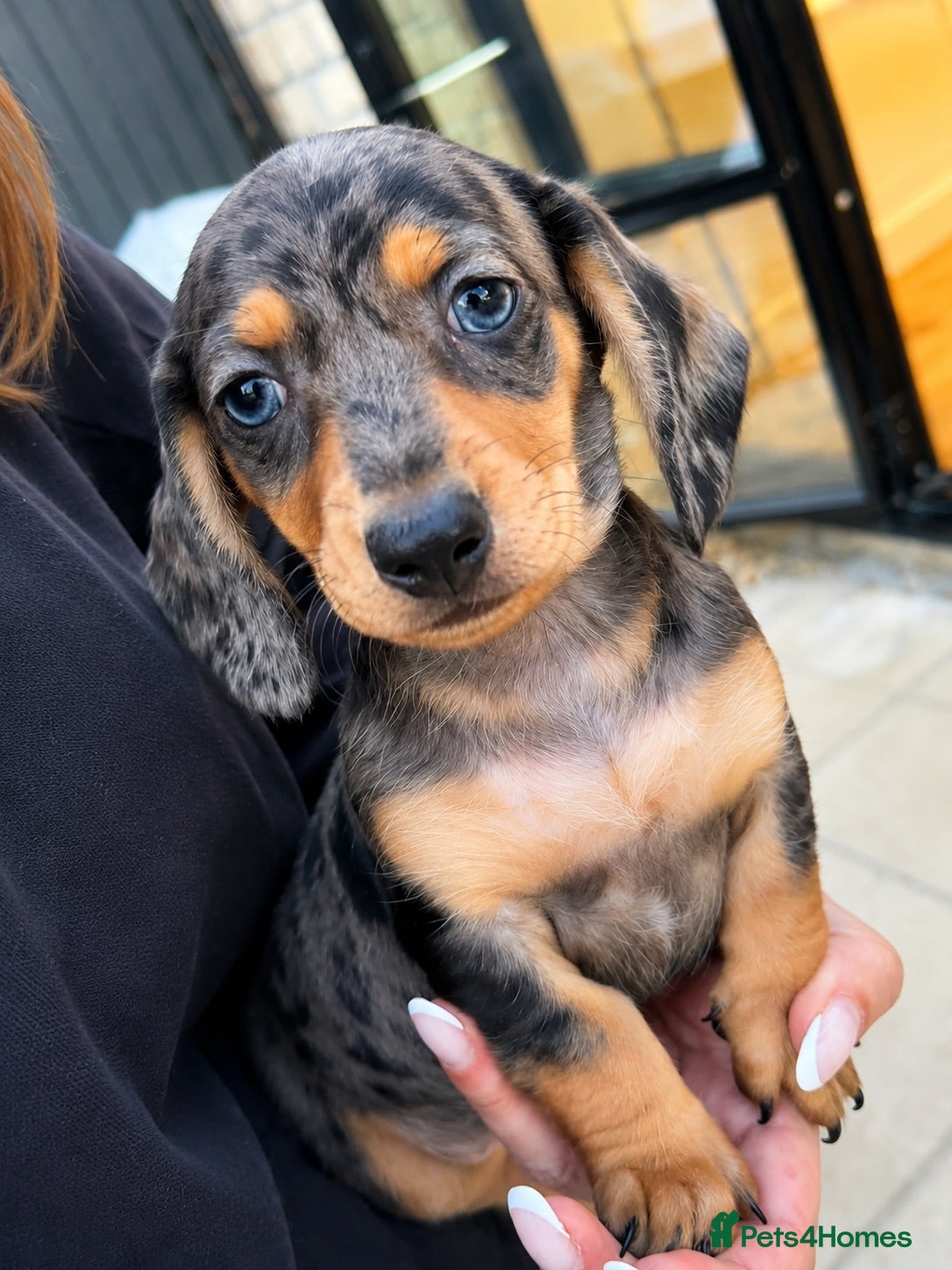 Miniature Dachshund dogs READY NOW Blue Eyed Dapple Mini Dachshund Girl 💖 - Advert 1