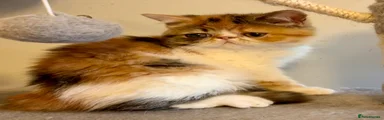 Exotic 1 tortie tabby female