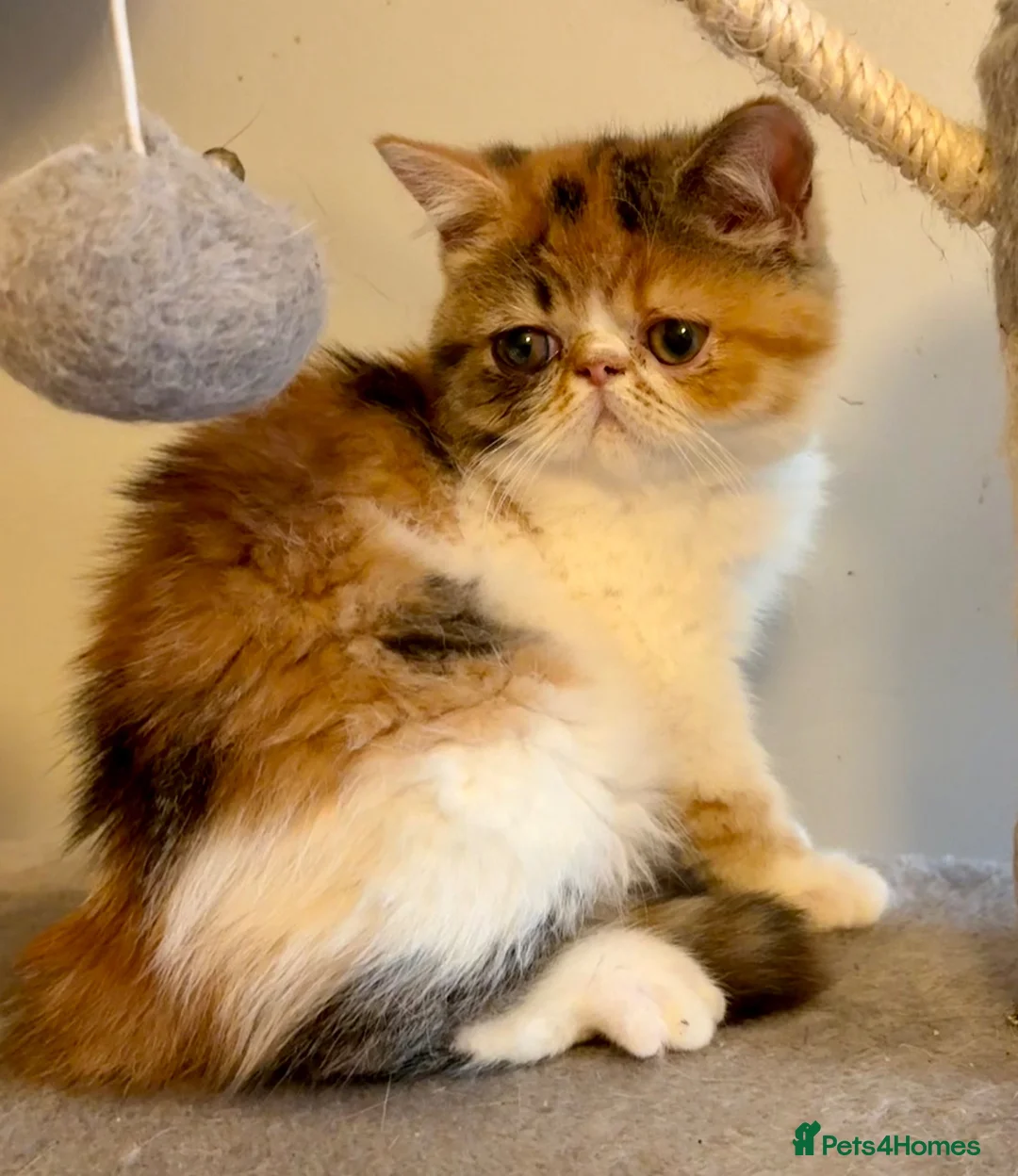 Exotic cats for sale: Exotic kittens for sale in london - Advert 3