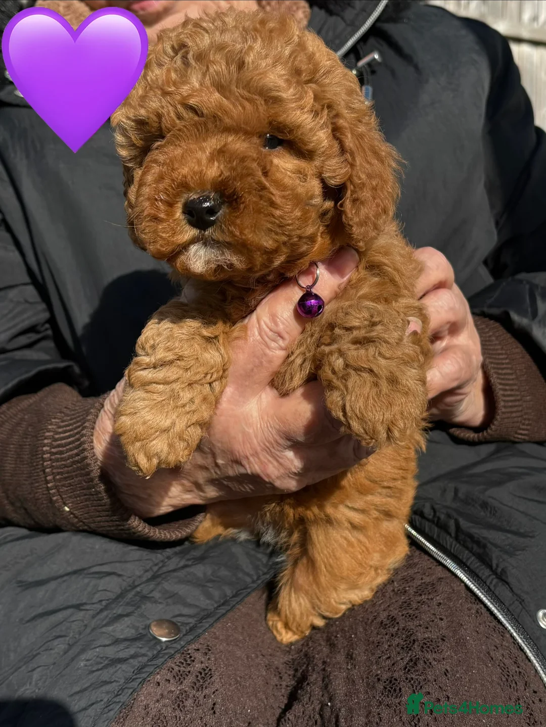 Mixed Breed dogs for sale: cockapoo  - Advert 12
