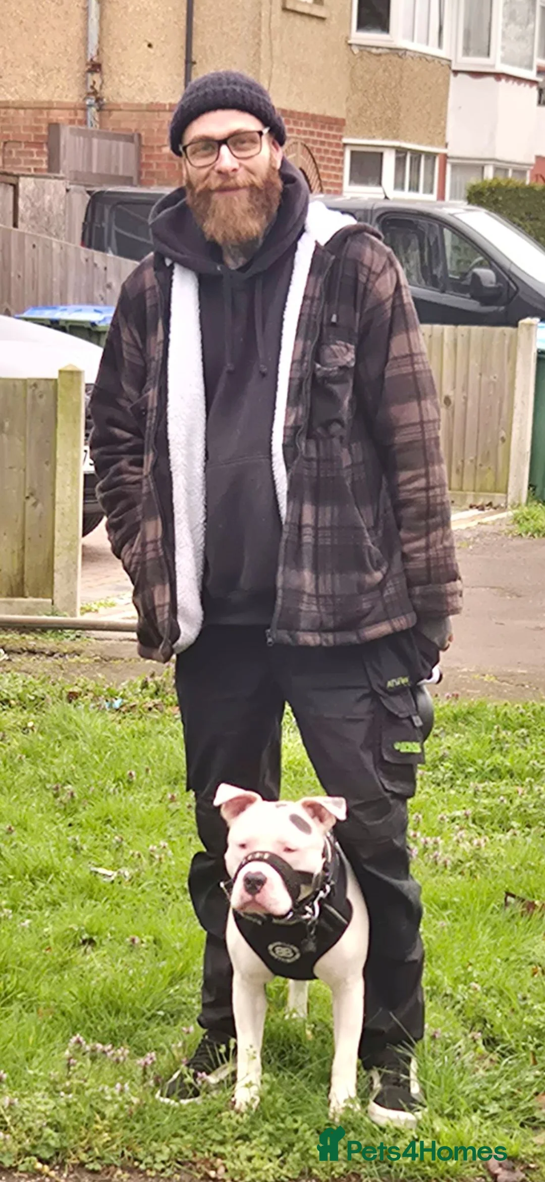 American Bull Staffy dogs for sale: Loki.  in Southampton - Advert 5