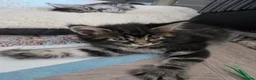 Maine Coon cats for sale: Beautiful purebred Main Coons kittens for sale  - Advert 23