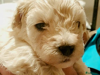 Maltipoo dogs - Advert 3