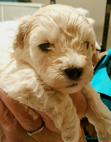Maltipoo dogs - Advert 2