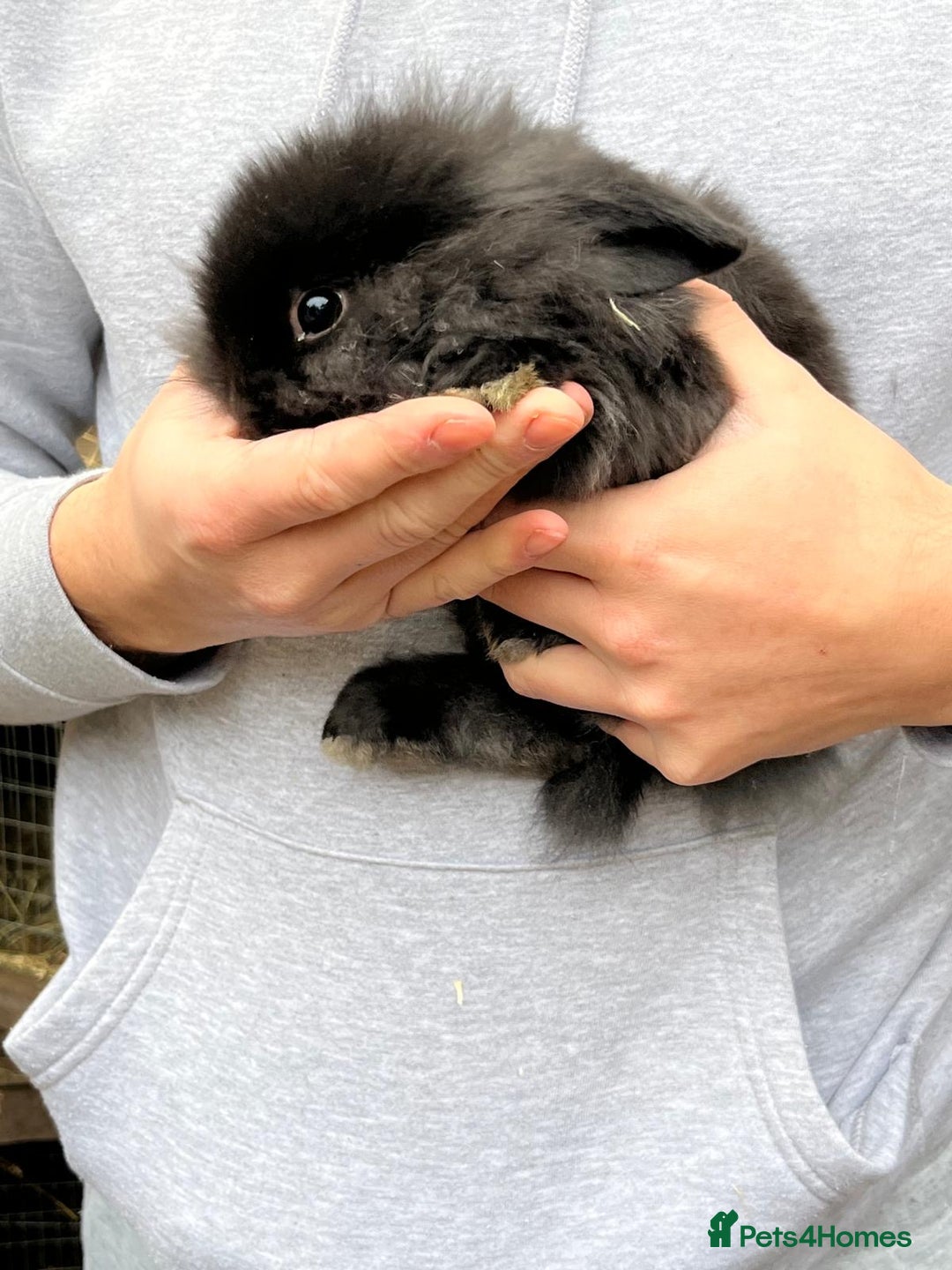 Mini Lop rabbits for sale: Mini lop baby rabbits for sale. - Advert 3