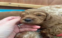 Goldendoodle dogs for sale: Extensively health tested Miniature goldendoodles - Image 5