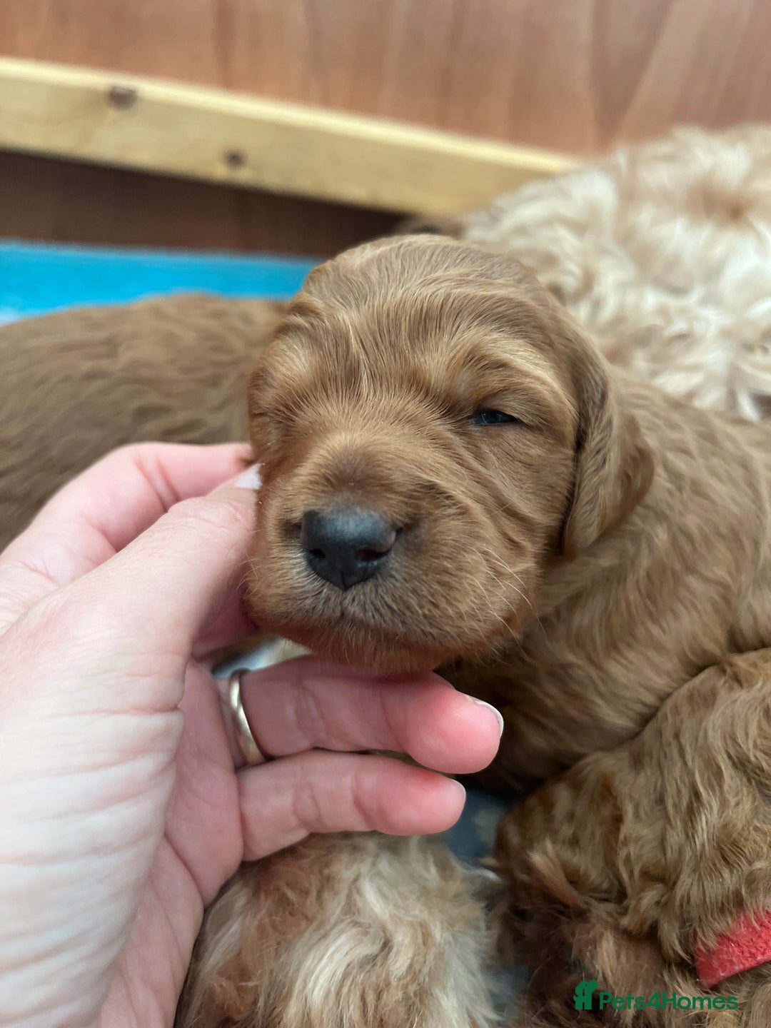 Goldendoodle dogs for sale: Extensively health tested Miniature goldendoodles - Image 5