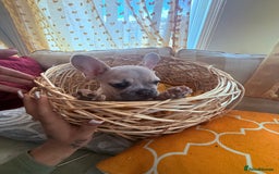 French Bulldog dogs for sale: Beautiful litter of French bulldog puppies  - Image 14
