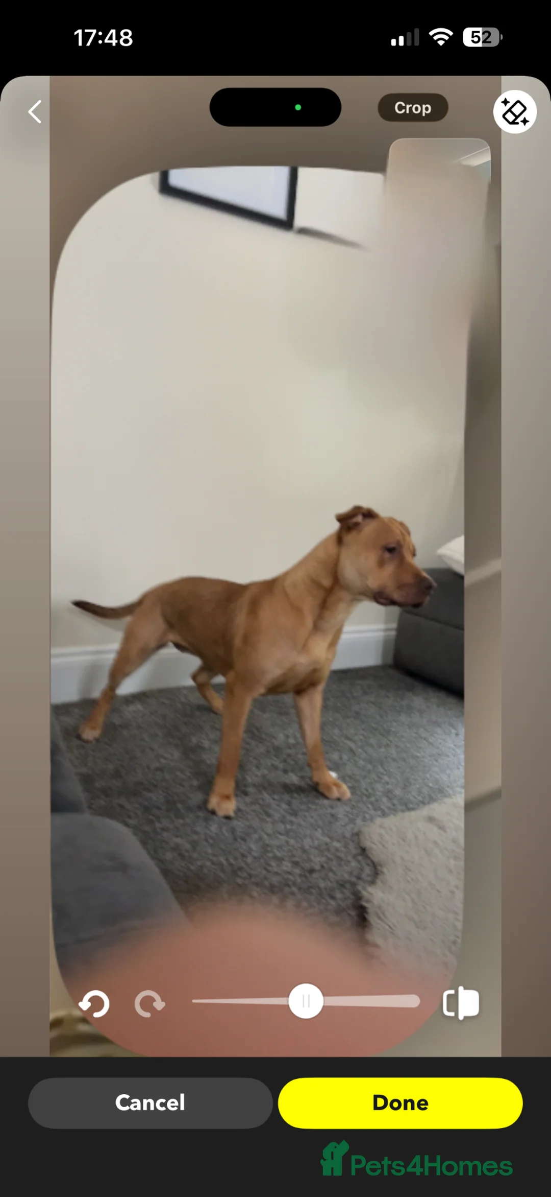 Mixed Breed dogs for sale: Staff cross for sale  - Advert 2