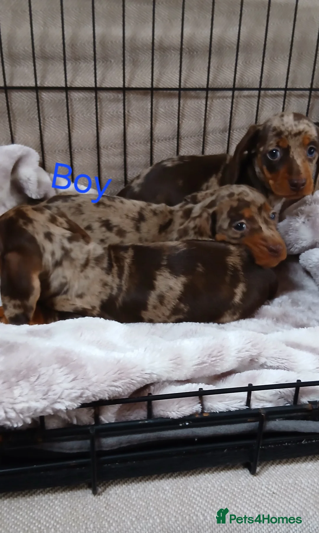 Miniature Dachshund dogs for sale: PRA, STUNNING MINIE'S READY NOW  - Advert 24