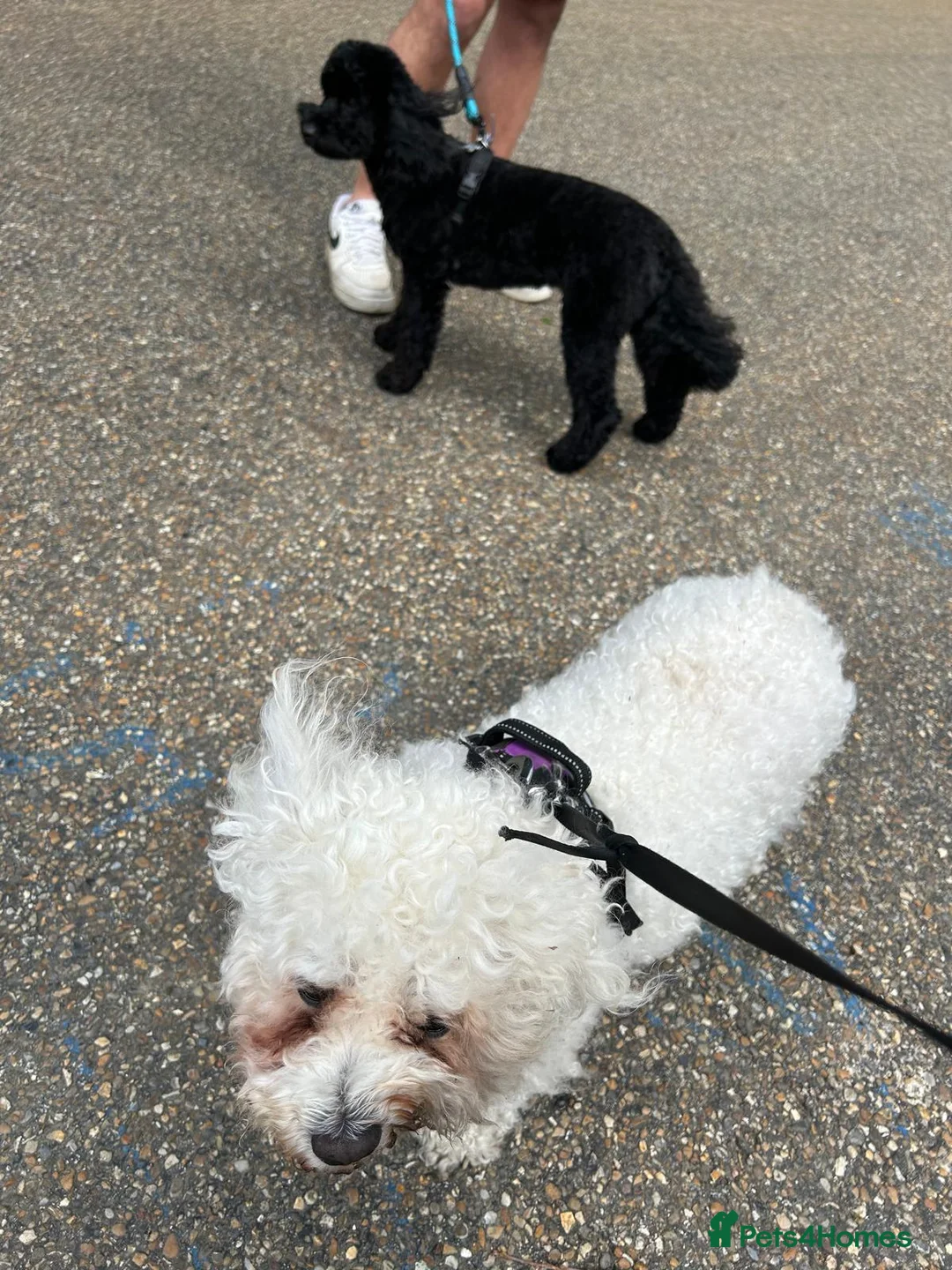 Bichon Frise dogs for sale: Charlie needs a home in Orpington - Advert 2