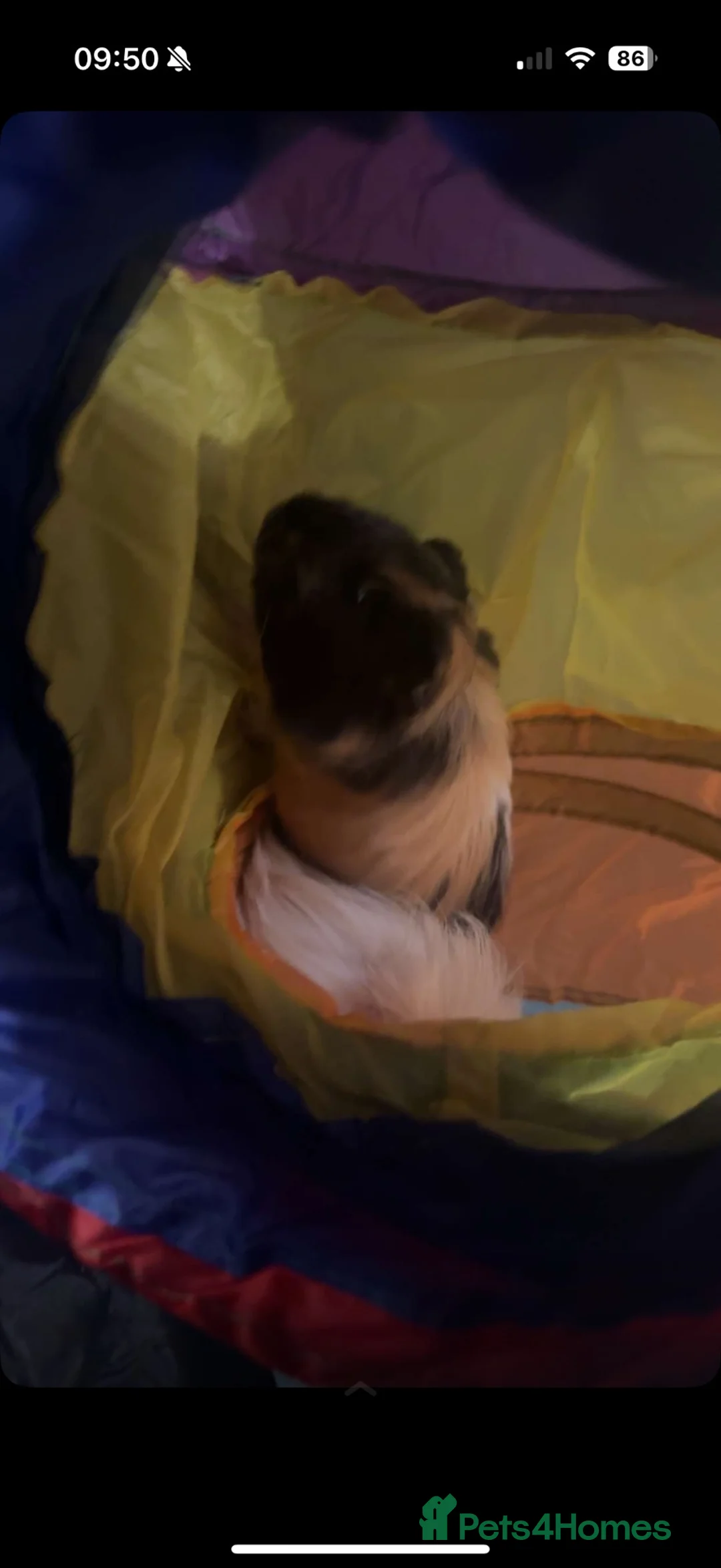 Guinea Pig rodents for sale: 2 male Guinea pigs  in Bathgate - Advert 2
